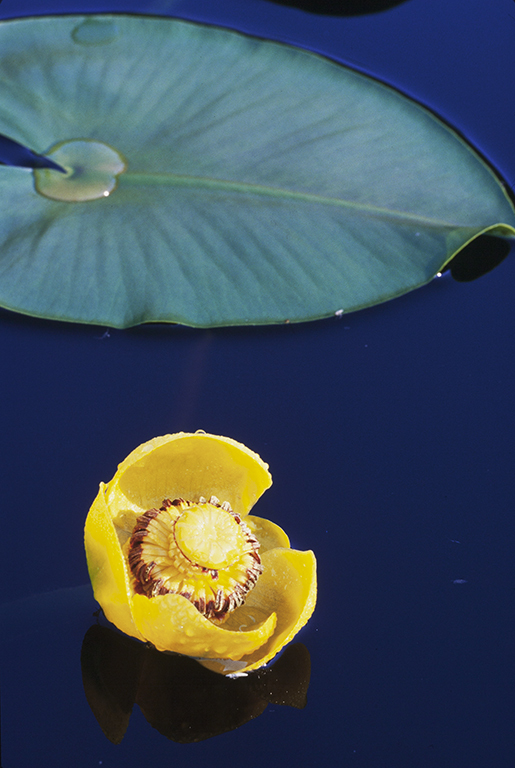 Image of Rocky Mountain pond-lily