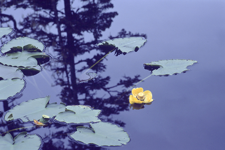 Image of Rocky Mountain pond-lily