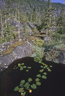 Image of Rocky Mountain pond-lily