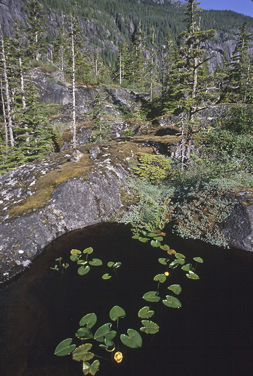 Image de Nuphar polysepalum Engelm.