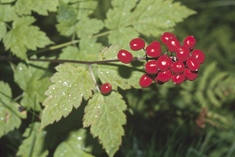 Imagem de Actaea rubra (Ait.) Willd.