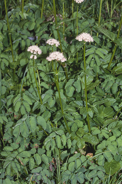 Image of Mountain Heliotrope