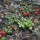 Image of lingonberry