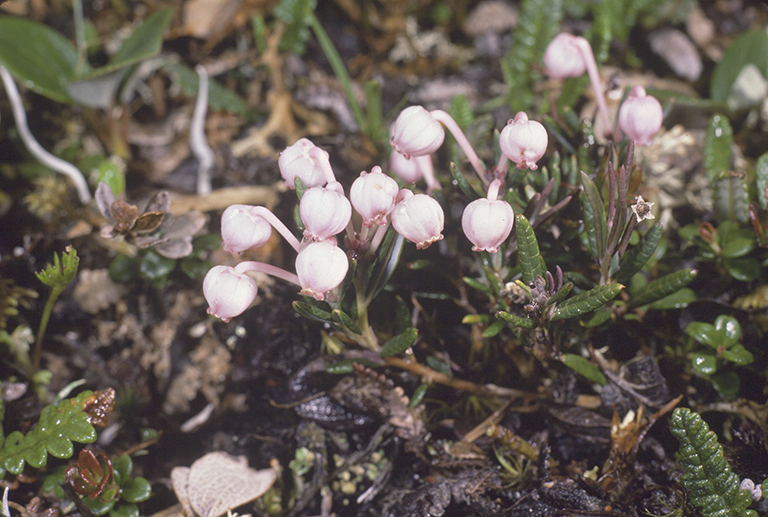 Plancia ëd Andromeda polifolia L.