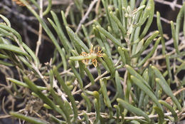 Image of black greasewood