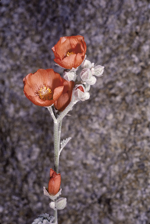 Image of desert globemallow