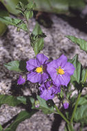 Image of bluewitch nightshade
