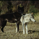 Imagem de Canis lupus occidentalis Richardson 1829