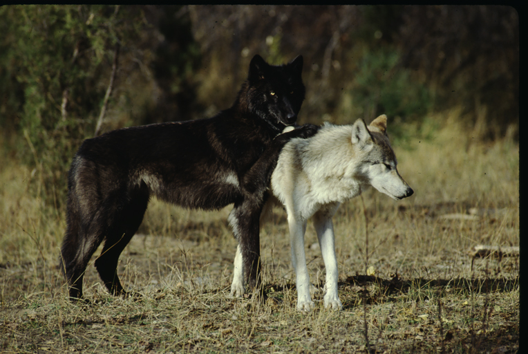 Image of Northwestern wolf