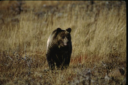 Image of grizzly bear