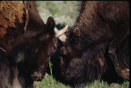 Image of American Bison