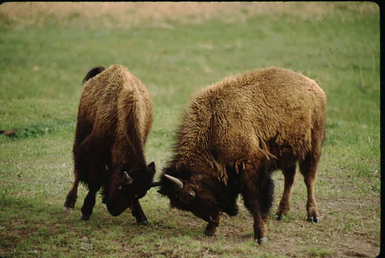 Image of American Bison