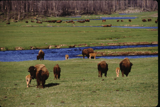 Image of American Bison