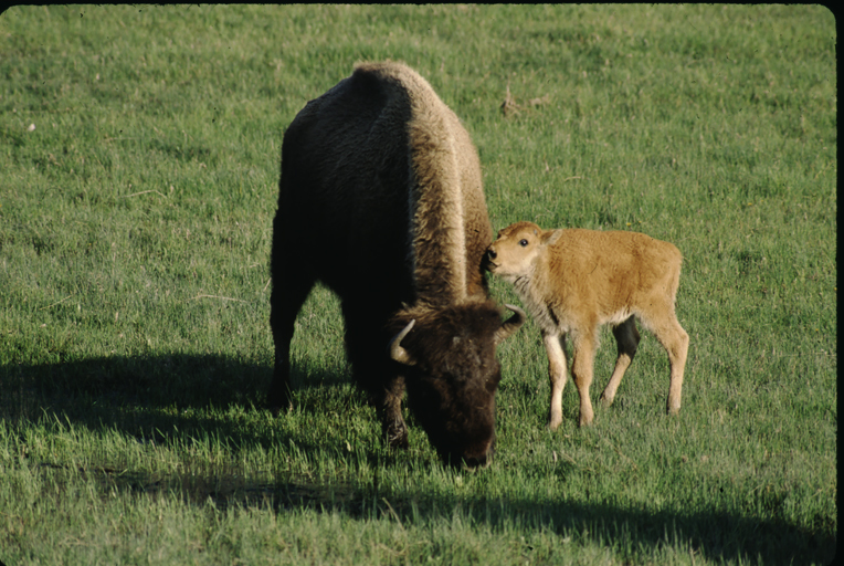 Image of American Bison