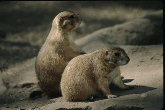 Image of Arizona Black-tailed Prairie Dog