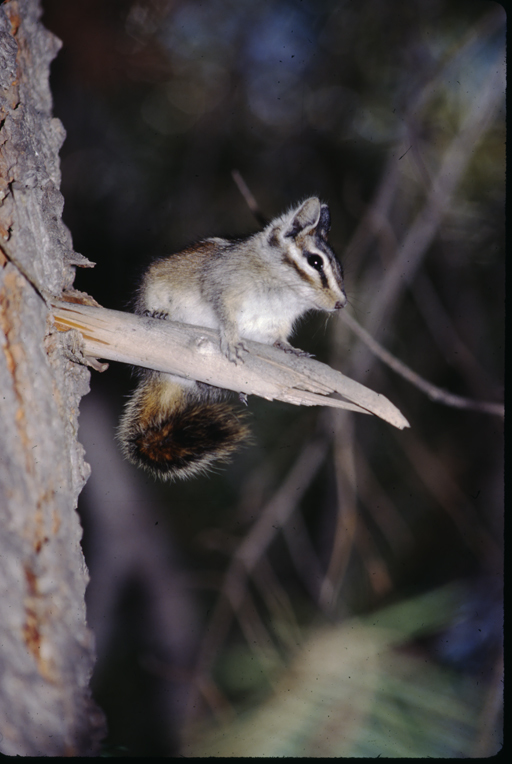 Image of lodgepole chipmunk