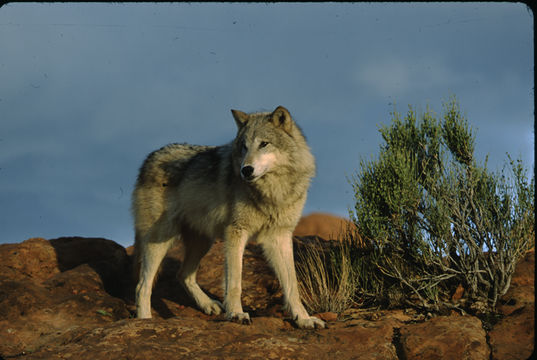 Image of gray wolf