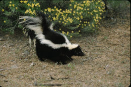 Image of Striped Skunk