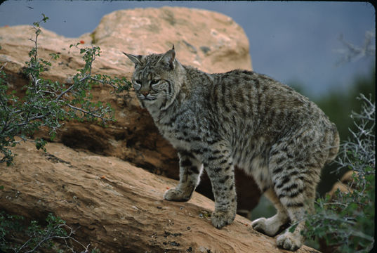 Image of bay lynx