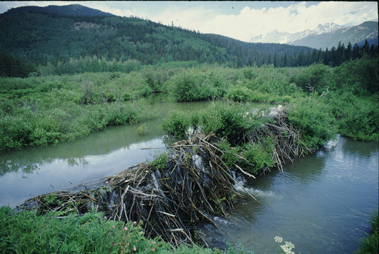 Image of American Beaver