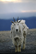 Image of Mountain Goat