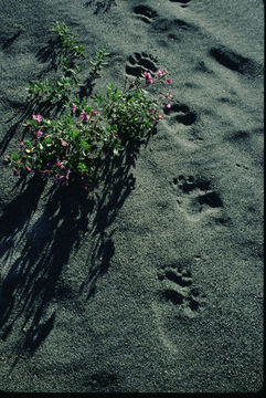 Image of grizzly bear