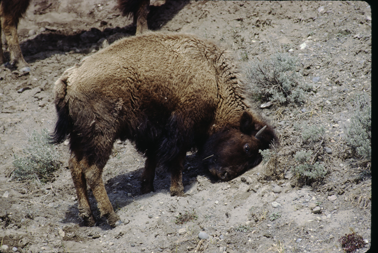 Image of American Bison