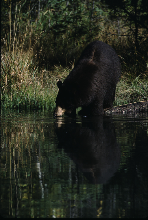 Image of American Black Bear