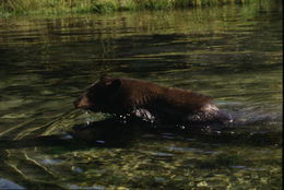 Image of American Black Bear