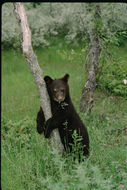 Image of American Black Bear