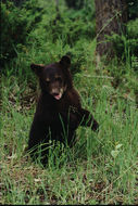 Image of American Black Bear