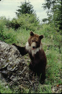 Image of Brown Bear