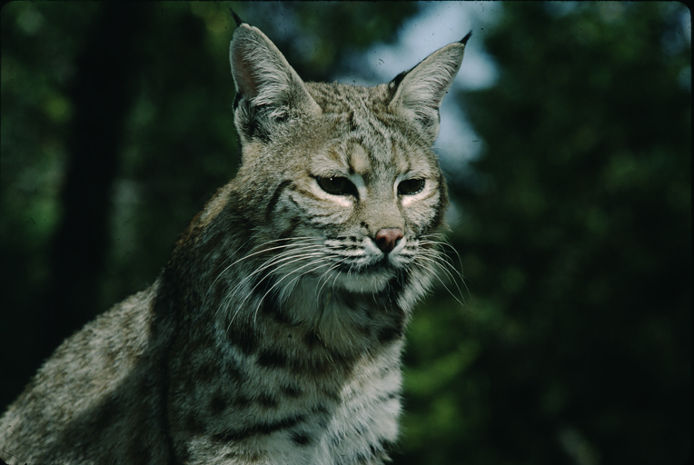 Слика од Lynx rufus (Schreber 1777)