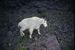 Image of Mountain Goat