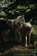 Image of gray wolf