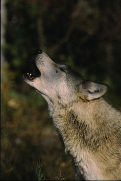 Image of gray wolf