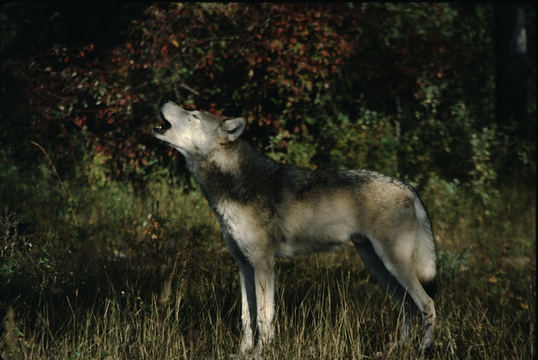 Image of gray wolf