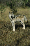 Image of gray wolf