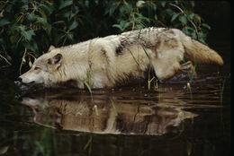 Image of gray wolf