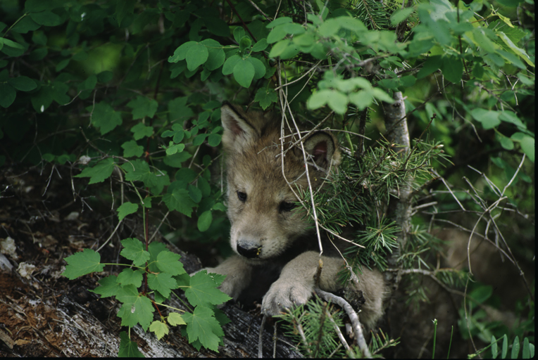 Imagem de Lobo