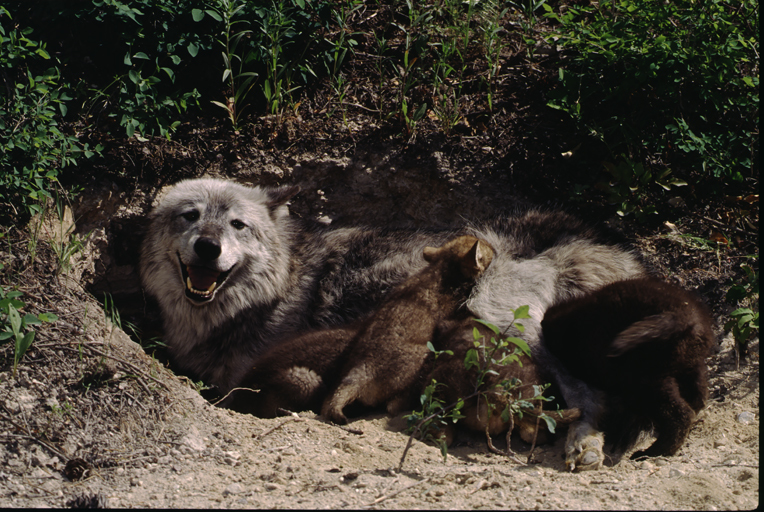 Image of gray wolf