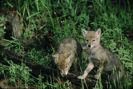 Image of American jackal