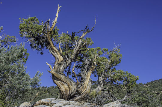 Juniperus osteosperma (Torr.) Little的圖片