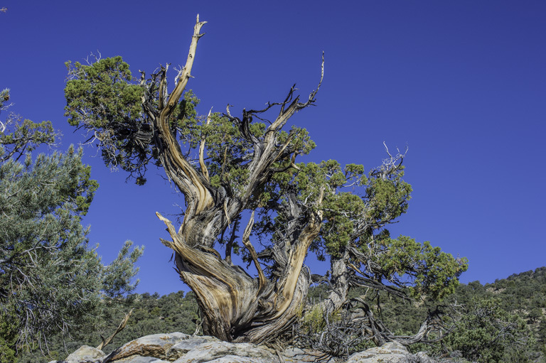 Image of Bigberry Juniper