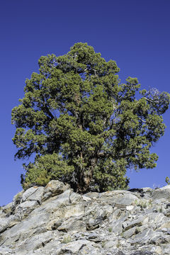 Image of Bigberry Juniper