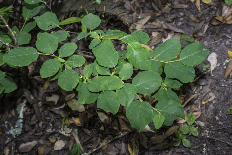 Image of western leatherwood