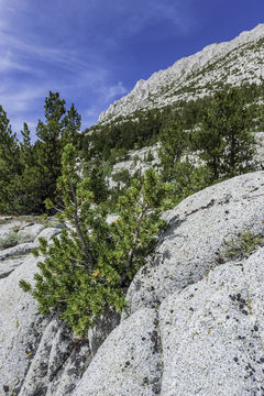 Image of whitebark pine