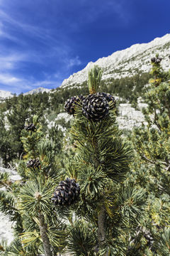 Image of whitebark pine