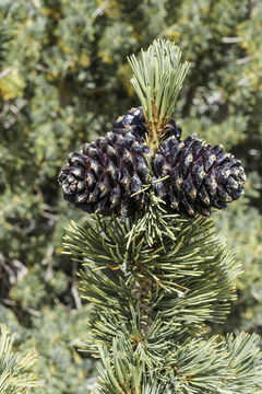 Image of whitebark pine