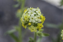 صورة <i>Cryptantha confertiflora</i>